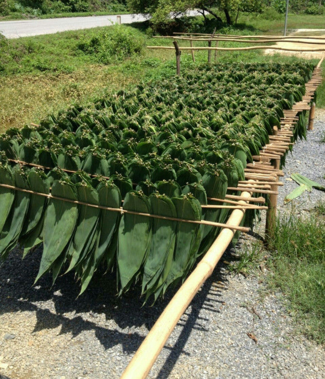 Nenhumas folhas secas de bambu da poluição 30cm para o alimento do sushi